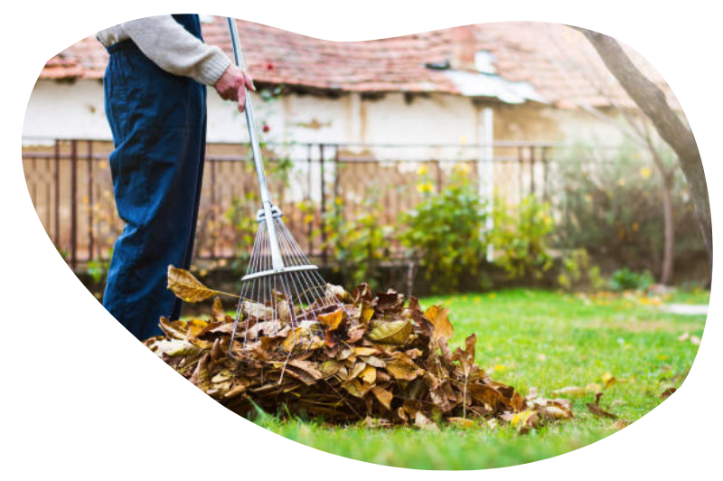 Man cleaning leaves in a garden with rake